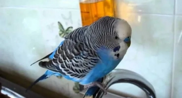 18 Правила на домашните любимци, които всеки собственик се подчинява